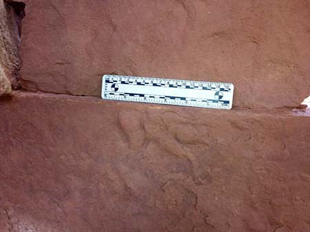 Triassic vertebrate track A black and white measuring stik resting upright against a wall of red stone.