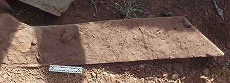 Fossil vertebrate track slab A long brownish red flat slab of stone laying on and jutting up from the ground among the dirt and rubble. A small black and white measuring stick is in the foreground.