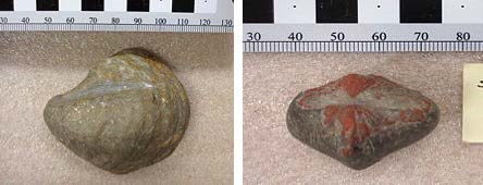 Fossils Two images. On the left, a brown stone-like figure shaped like a clam shell. On the right, a brown and rust red stone-like heart-shaped figure that has a long dent in the center from left to right.