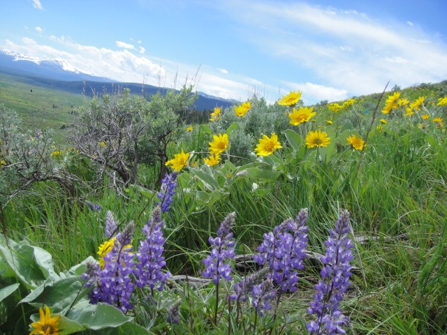 Sagebrush biome with yellow and purple wildflowers