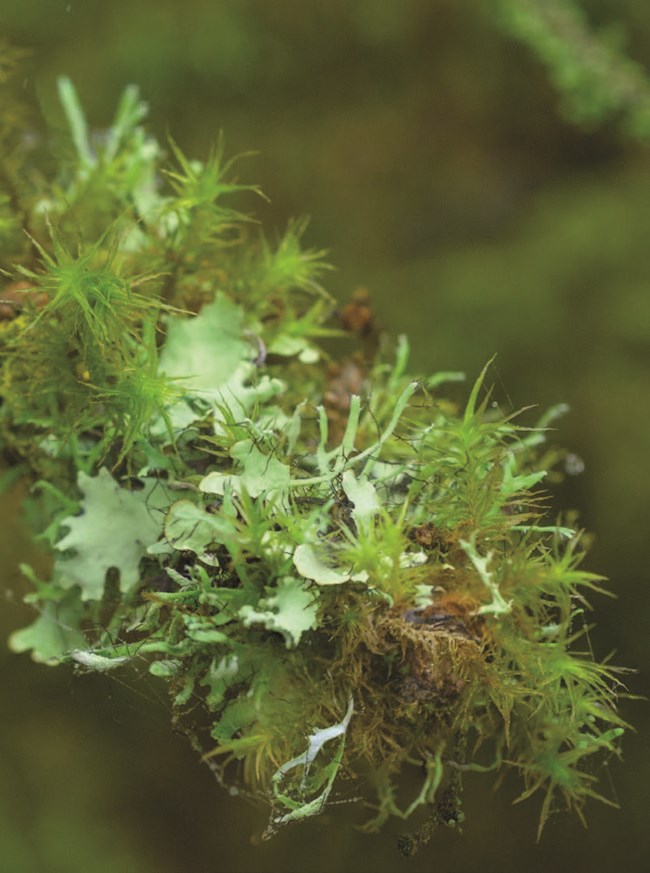 Lush green moss and lichen coat the tip of a branch.