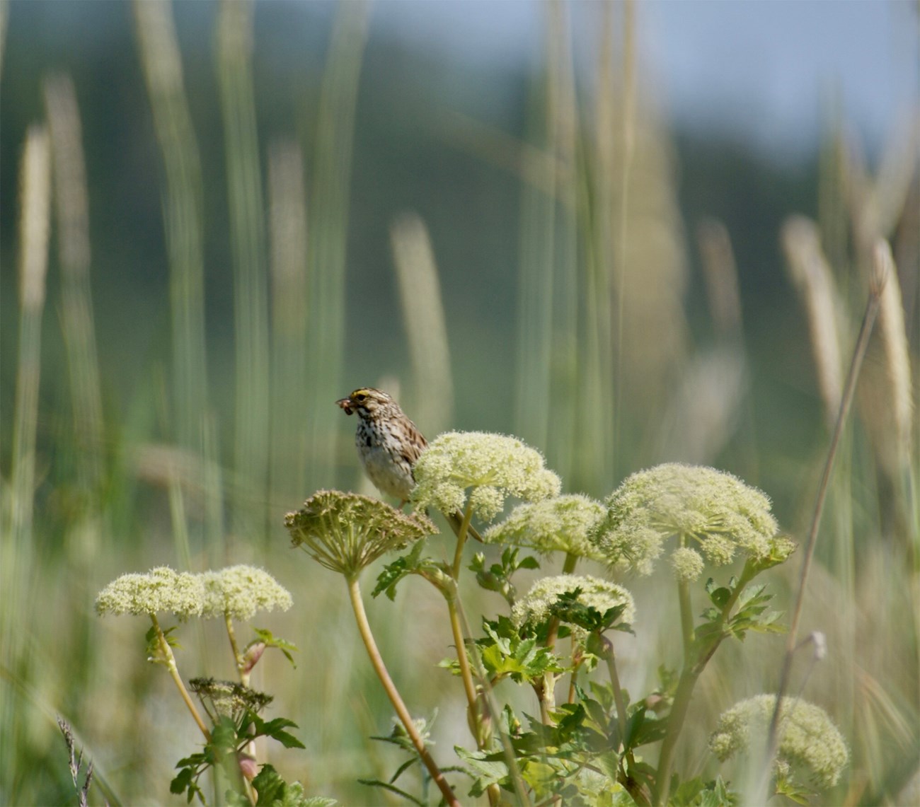 A small savannah sparrow standing on a tufted plant.