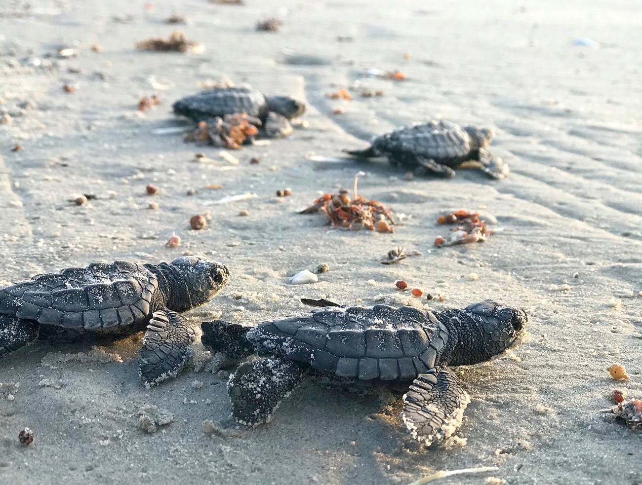 Padre Island sea turtle hatchlings