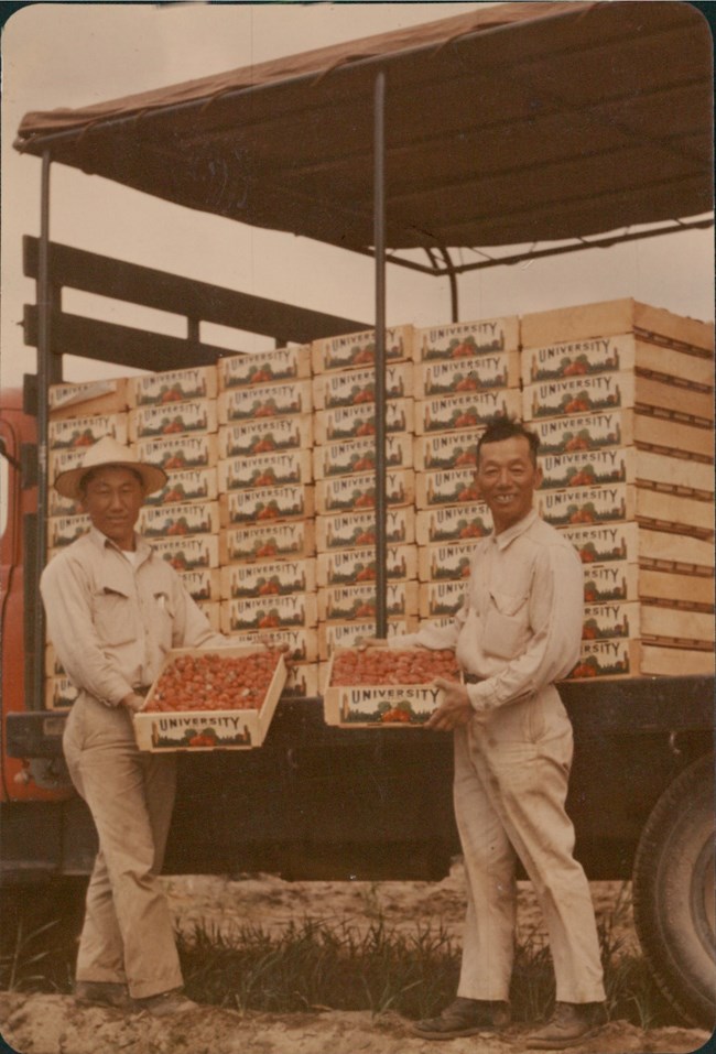 Tad and his father Seima continued to work side by side until Seima’s passing in 1978. Courtesy of Janice Munemitsu and Chapman University, Frank Mt. Pleasant Library of Special Collections and Archives. Black and white photo. Seima and Tad Munemitsu hold crates of strawberries in front of a truckbed piled high with other crates. They are both wearing work clothes with long sleeves and pants. Seima wears a hat with a broad brim.
