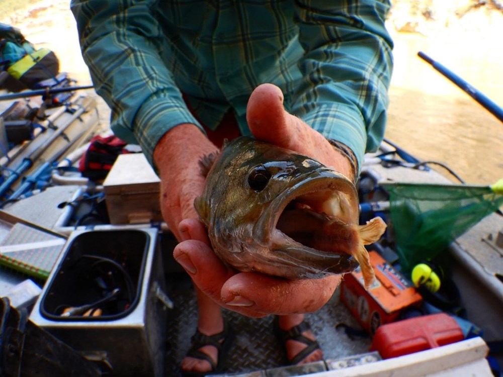 T Fig2_web A researcher holds a smallmouth bass that has a small fish in its mouth.
