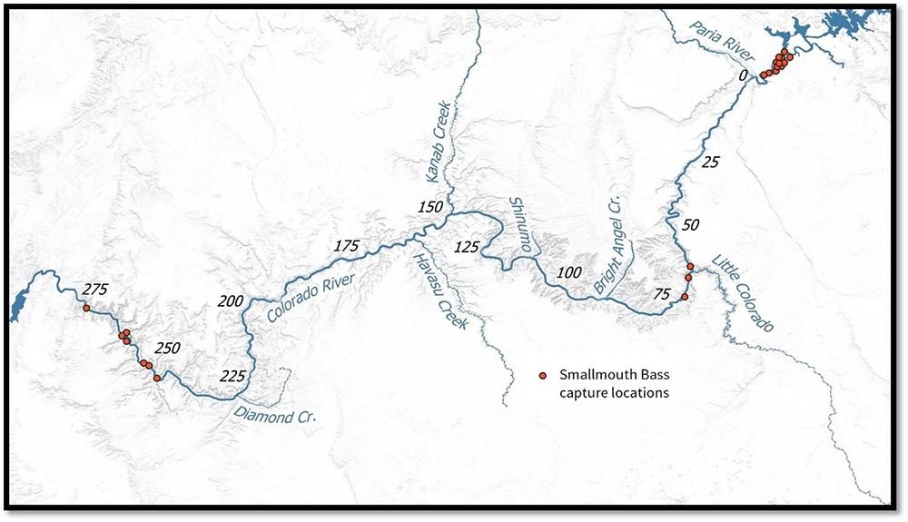 T Fig4_web A map of the Colorado River and its tributaries with demarcation of where smallmouth bass have been captured.