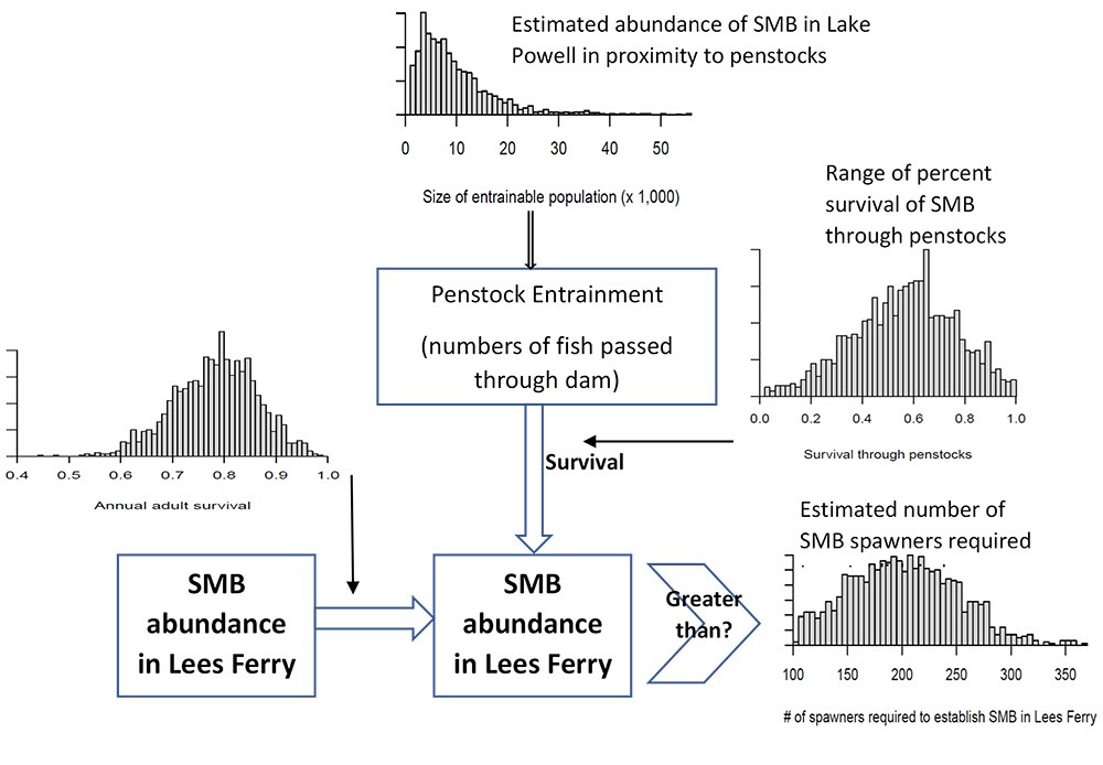 T Fig5_web A conceptual model showing how to understand the factors that influence risk of smallmouth bass entrainment.