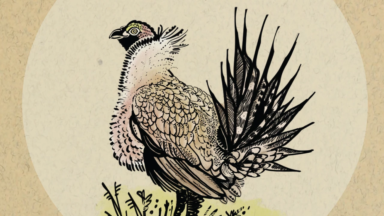 TJR-Native-Names-Graphic-grid-template_2021-03-08_CCampbell drawing of plump bird with small head. Large collar of white feathers. Huge plume of tall feathers on rump.