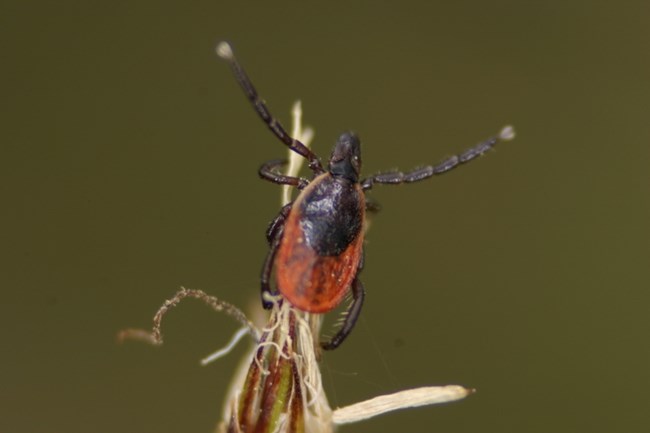 An adult deer tick on a blade of grass.