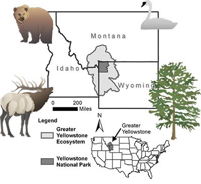 Vitalsignsimage003Mod A map of the Greater Yellowstone Ecosystem and Yellowstone National Park in Wyoming, Montana, and Idaho with illustrations of an elk, a grizzly bear, a trumpeter swan, and a whitebark pine.