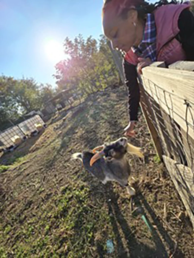 Atiya Wells (founder of Backyard Basecamp) at BLISS Meadows feeding a goat. Woman petting a small goat over a wooden fence on a sunny day.