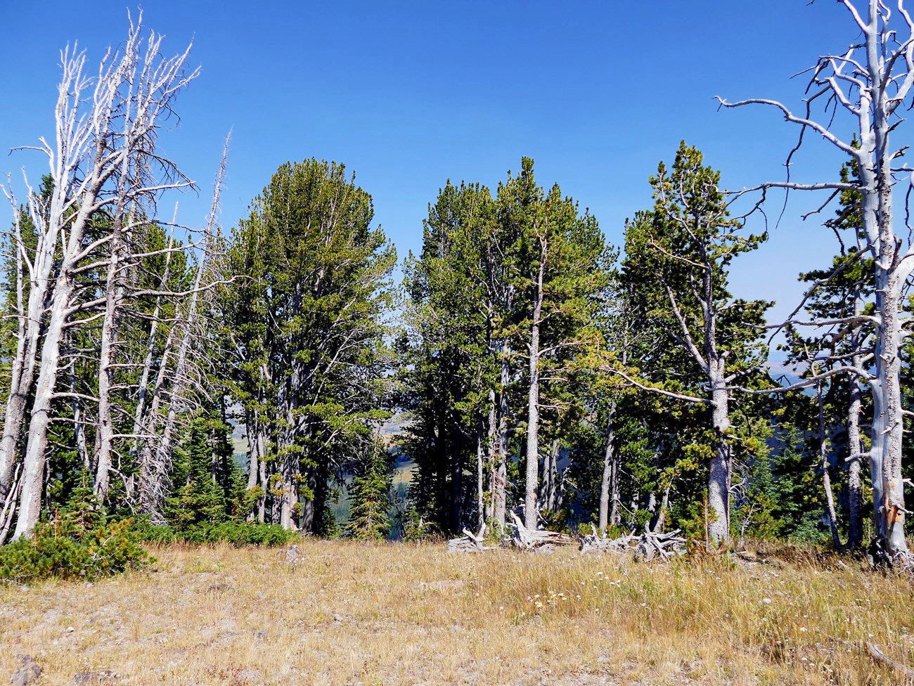 A stand of tall pine trees with white bark on a gently sloping hillside