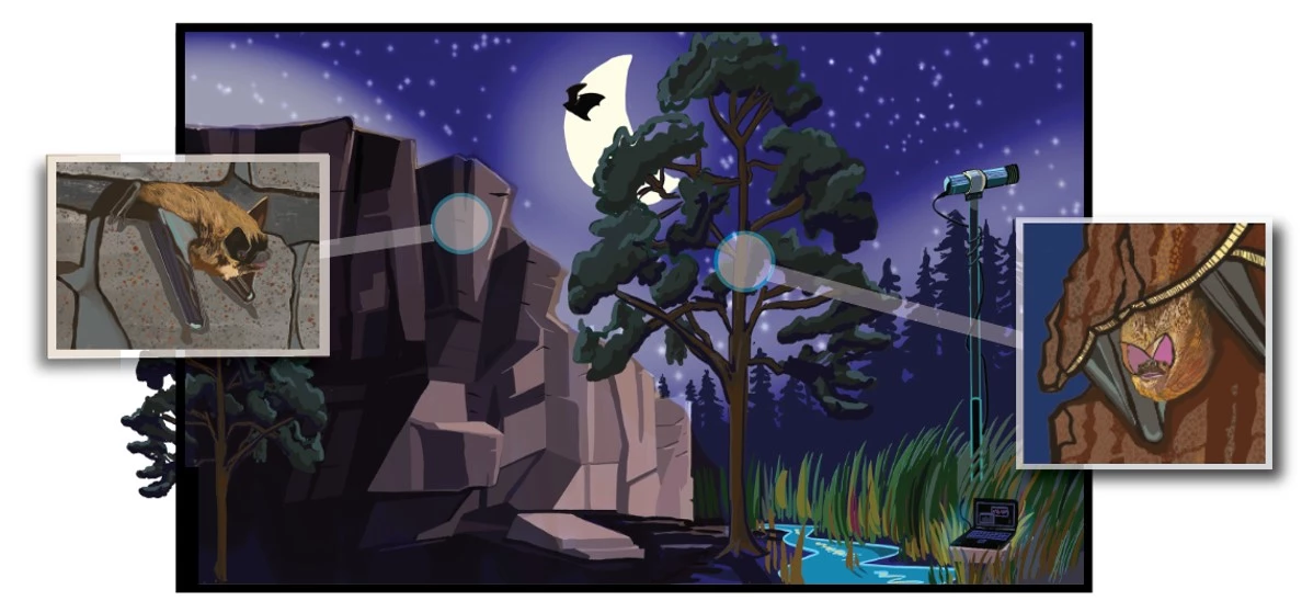bats in Acadia Illustration portraying a night scene in Acadia, including a rock outcrop (with bat emerging from its roost), a large tree (with roosting bat), a flying bat, and an acoustic recorder ready for recording.