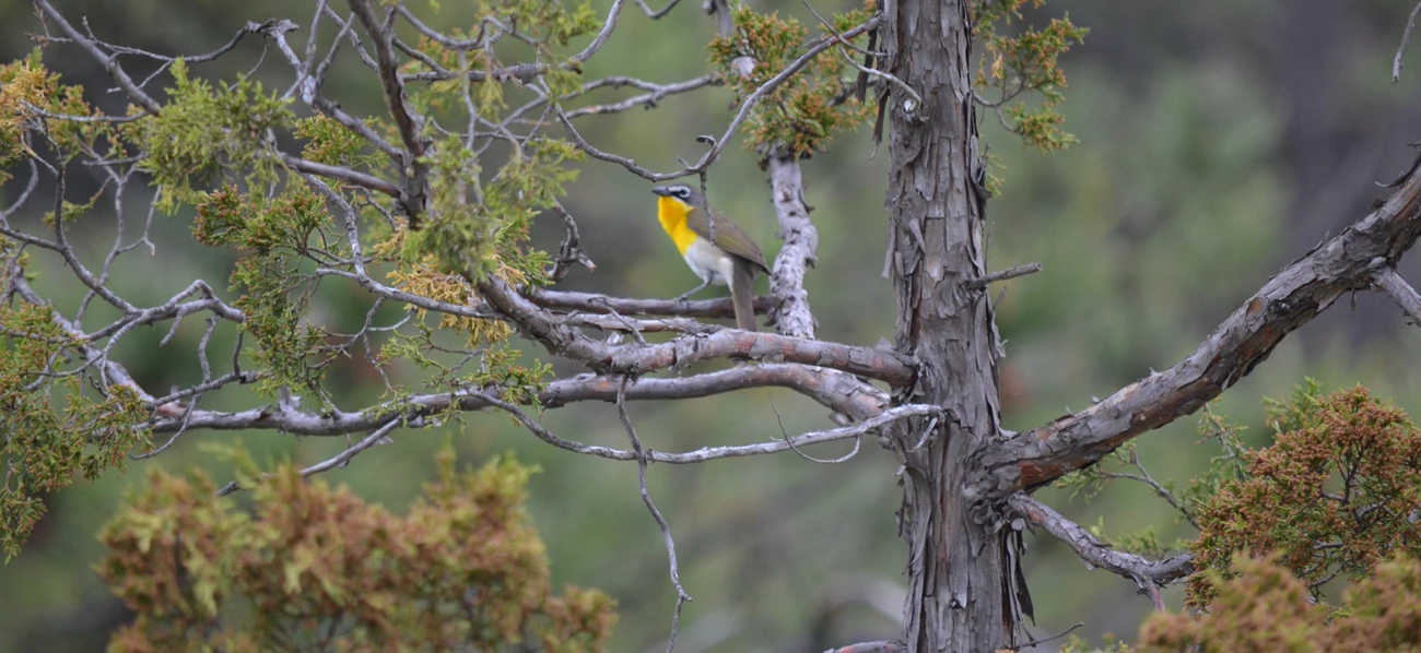 Yellow-breasted chat a gray bird with a bright yellow throat and white belly singing on a tree branch