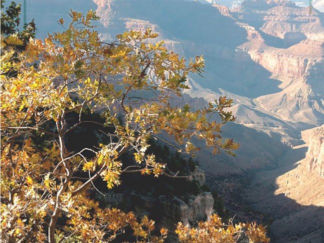 gambel_web A Gambel oat on the South Rim of the Grand Canyon.