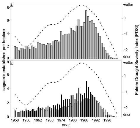Two graphs showing number of saguaros established each year Two graphs showing the number of saguaros established each year. In both graphs the numbers are low from the 1950s until 1970. They gradually rise, peaking around 1989, then drop off dramatically to only a very few saguaros established by the year 2000.