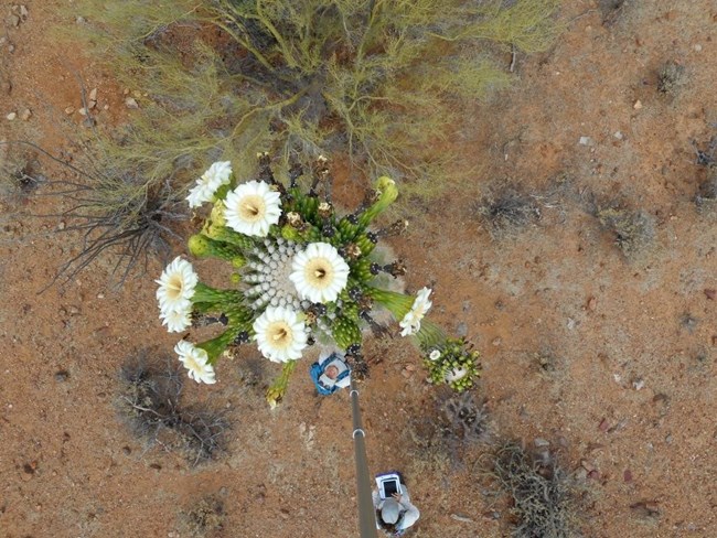 image005SaguaroMod Photo looking directly down on a tall saguaro with large white flowers, taken with a long selfie stick and tablet. Two citizen scientist volunteers stand on the ground below, one looking up.
