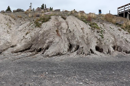 Coastal bluff showing erosion Photo looking directly at a coastal bluff with tan sediment. There are a series of small gullies where water has caused a significant amount of erosion. There is open voids along the base of the bluff where erosion has occurred.