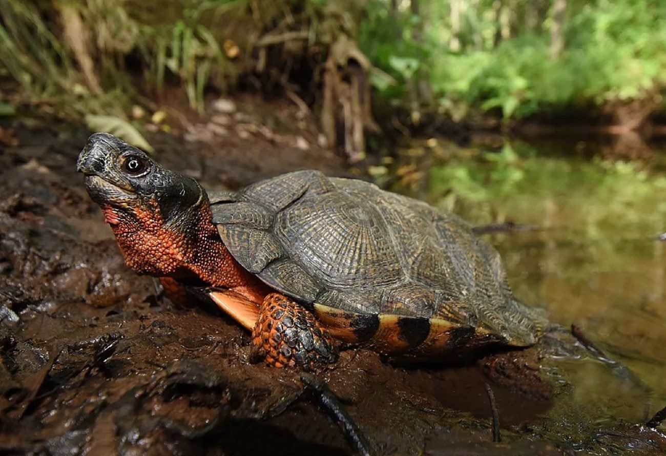 Female wood turtles come into terrestrial habitats to lay eggs in late May and June, and are often seen crossing roadways around that time. The wood turtle is just one species for which Dennis will survey. In the State of Connecticut, the wood turtle is a