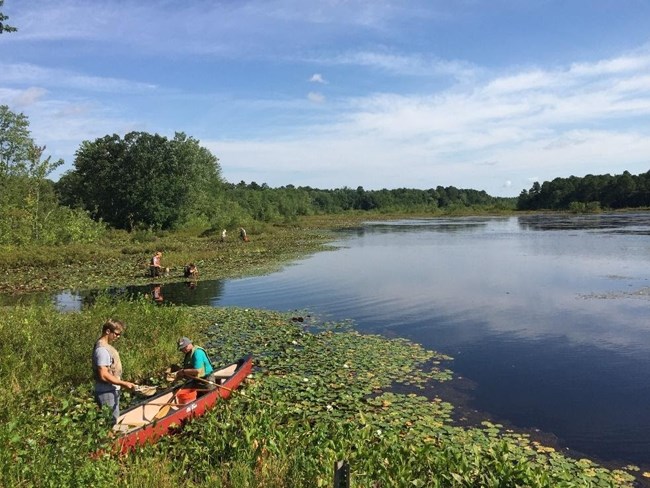 Volunteers collecting dragonfly nymphs for mercury analysis.  Photo courtesy of CU Maurice River.