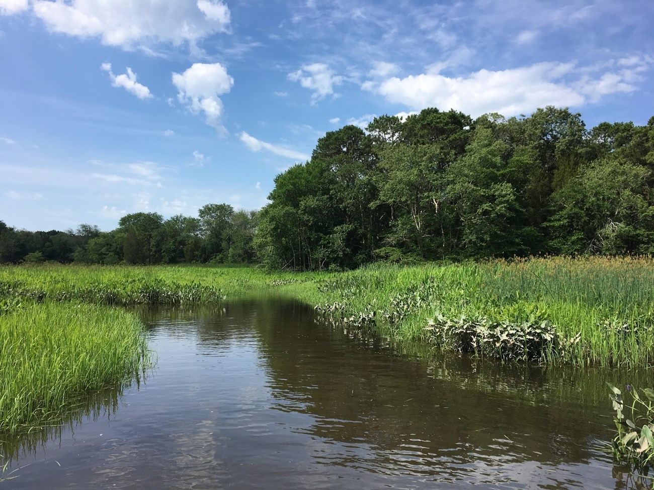 The Menantico River flows through the Menantico Wetlands and is a main tributary of the Maurice. Photo courtesy of Jane Galetto.