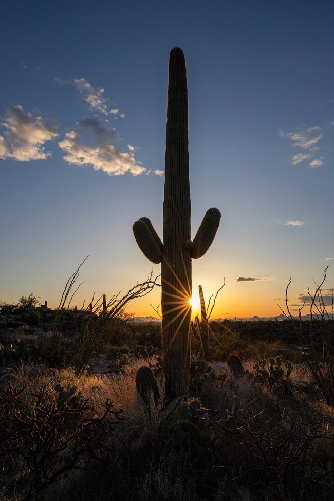 sunset_saguaro_NPSHannahSchwalbe_web A saguaro cactus is silhouetted in the sunset.