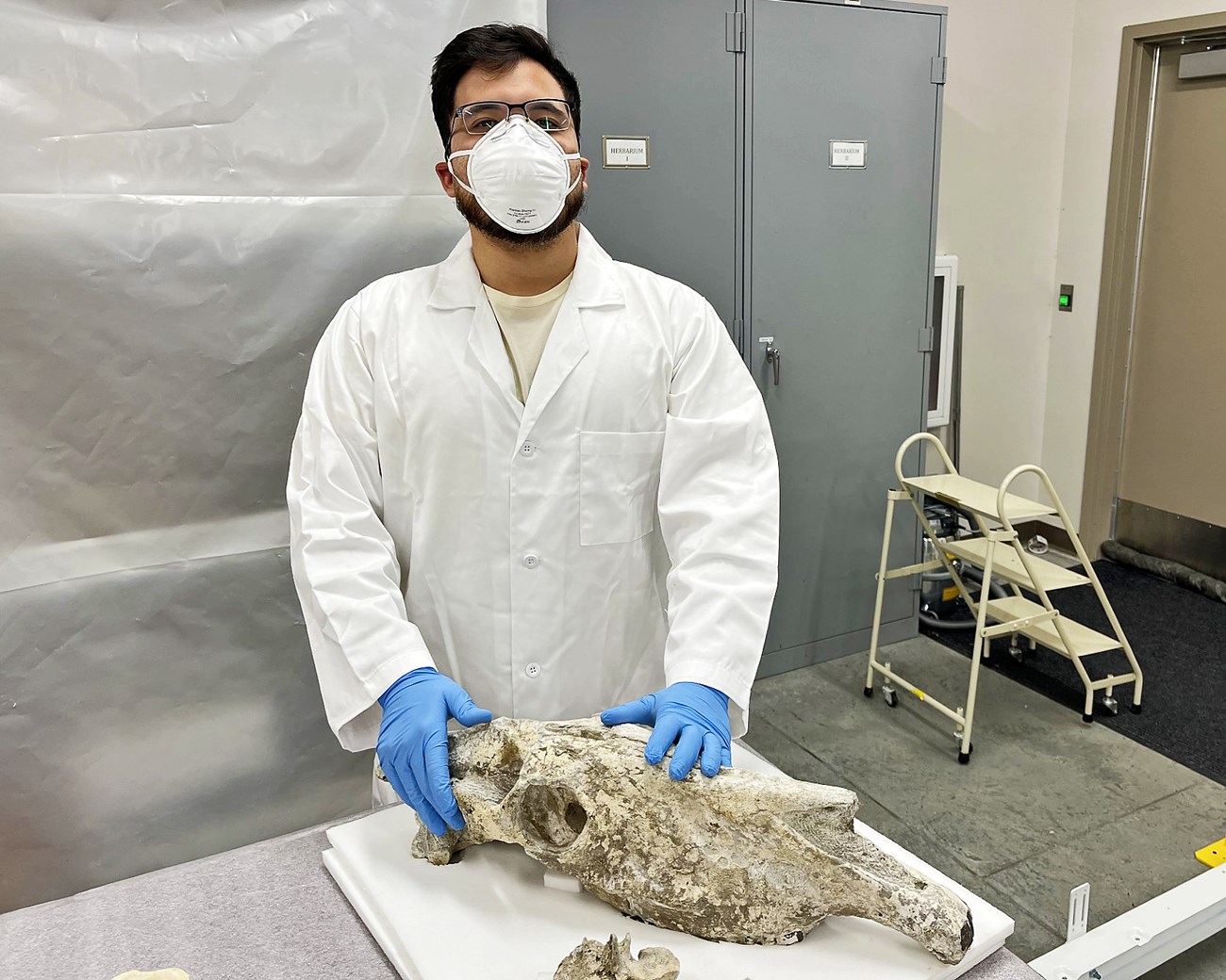 Person in a labcoat, blue gloves, and N95 mask touches a horse skull with both hands and looks toward the camera. The skull is on a table covered in a thin layer of foam, and is supported by several thicker foam pieces.