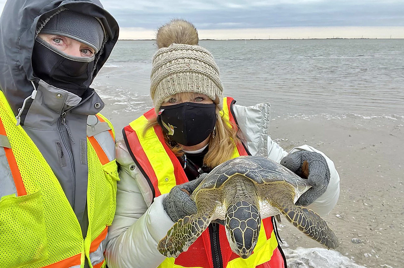 Turtle rescue Two people in winter weather gear, safety vests, and face masks hold up a limp sea turtle.