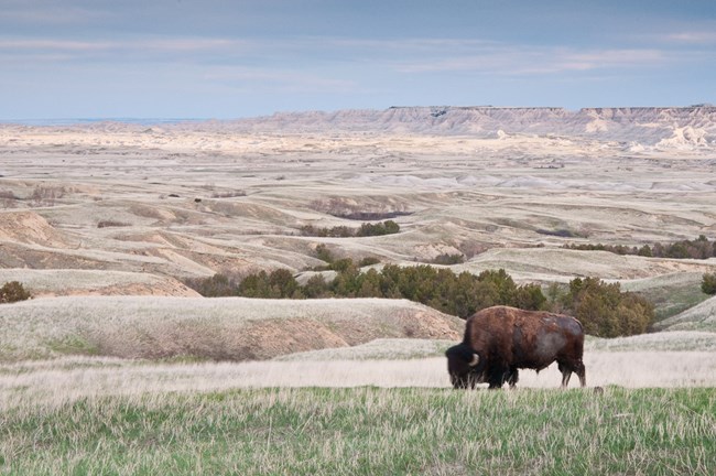 Single buffalo walking through a vast badlands landscape under a blue sky