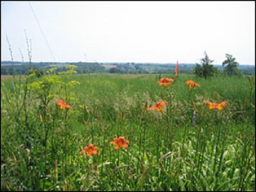 Meadow with flowers. (Pat Likes, photographer)