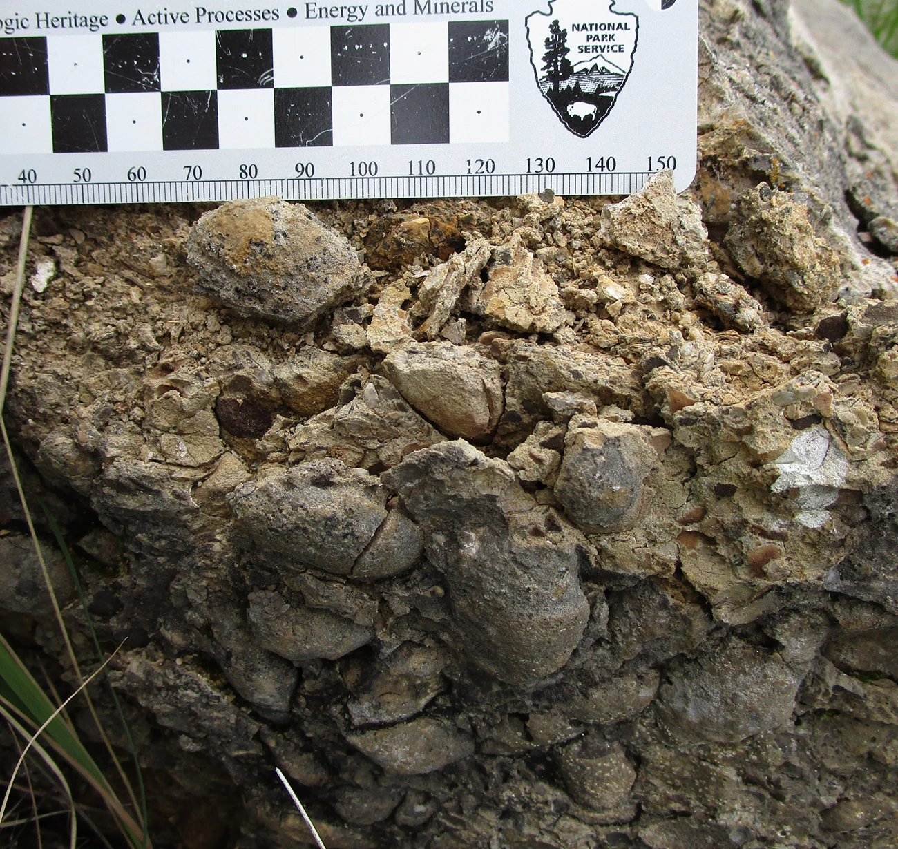2019 FALL PP NEWSLETTER - FIGURE 1 - DETO - TWEET Bivalves in a block of limestone at Devils Tower National Monument.