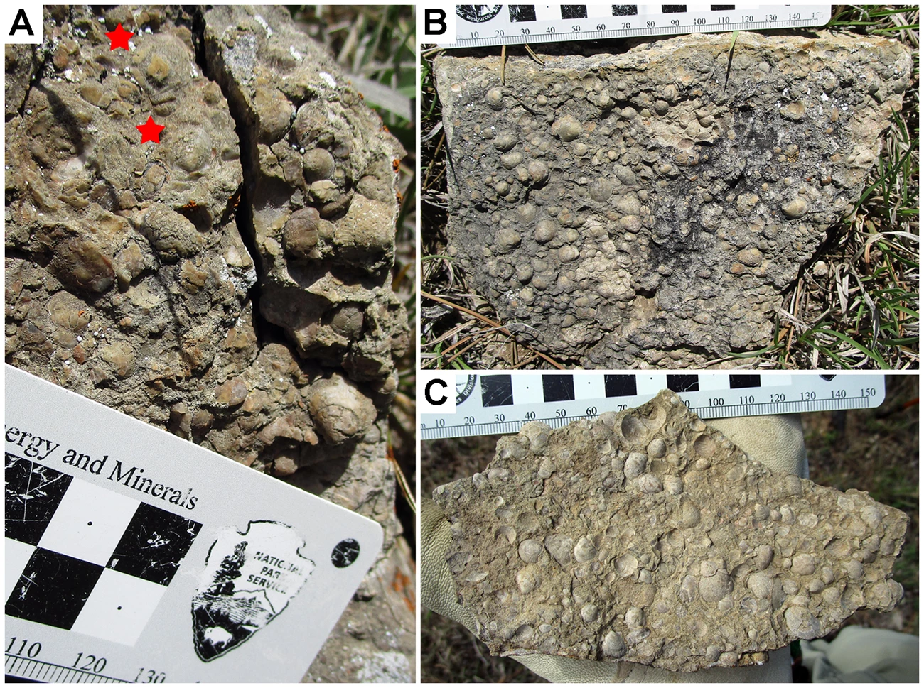 2019 FALL PP NEWSLETTER - FIGURE 3 - DETO TWEET three photos described in caption