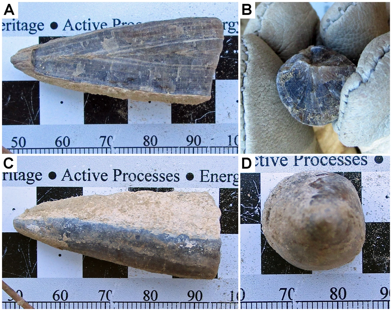 2019 FALL PP NEWSLETTER - FIGURE 4 - DETO - TWEET three photos described in caption