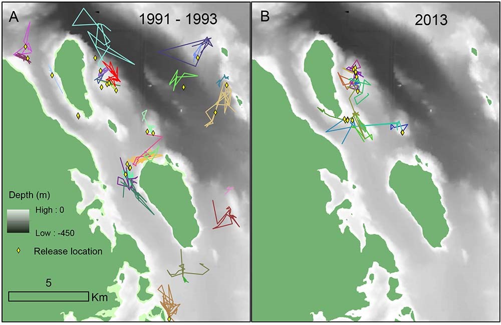 Two maps side by side showing the home ranges of halibut.