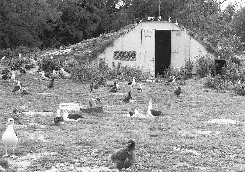 Door to a bunker surrounded by birds. Door to a bunker surrounded by birds.