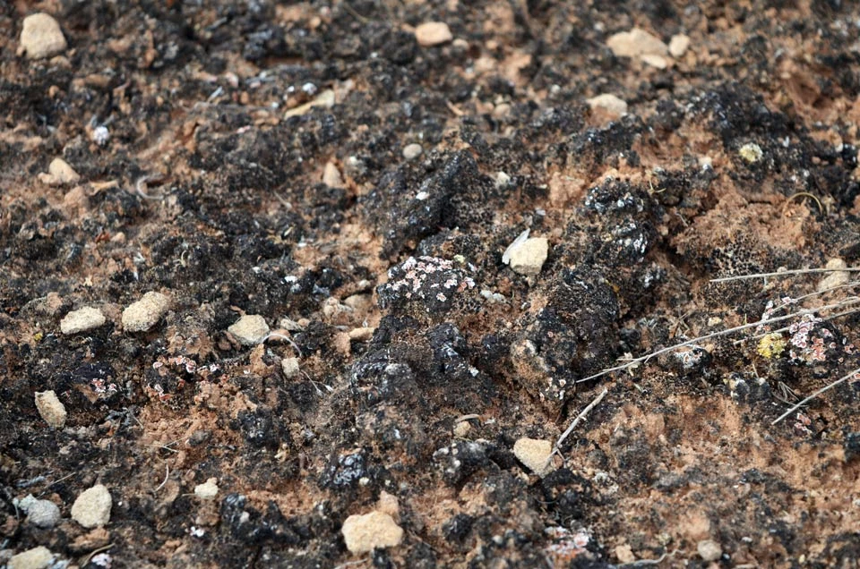 mature soil crust at Hovenweep National Monument black, bumpy biological soil crust with lichen