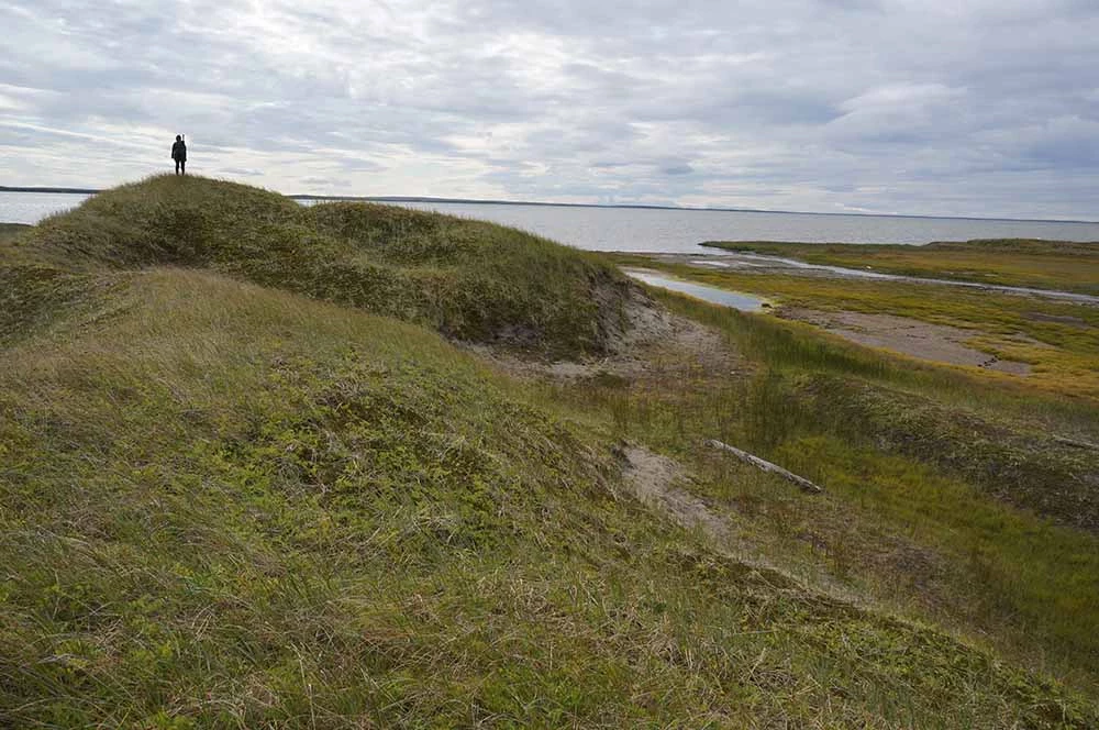 Arctic coast_cover_web A researcher stands on the hilly, coastal tundra looking out to sea.