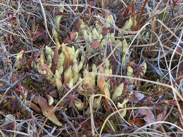 closeup of lichen shaped like a dense cluster of cylinders