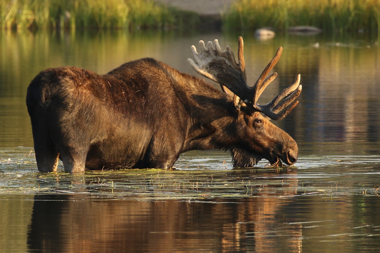 Bull Moose Sprague Lake A large bull moose with antlers standing in a pond