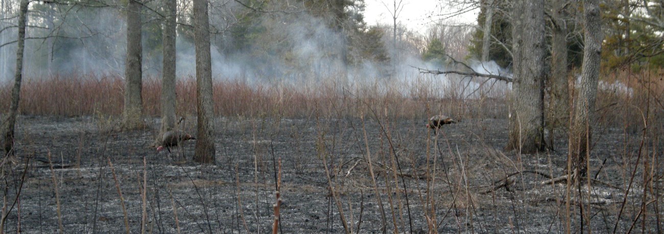Turkeys feed in a recently burned area. Two turkeys in a recently burned area with smoke rising from the ground.