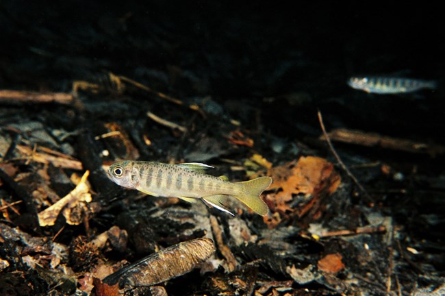 A small fish with spots underwater