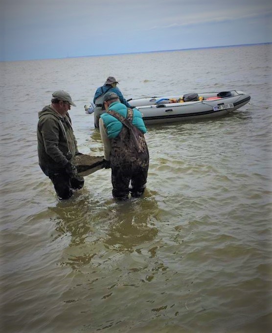 two people carrying a fossil through shallow water to a small boat