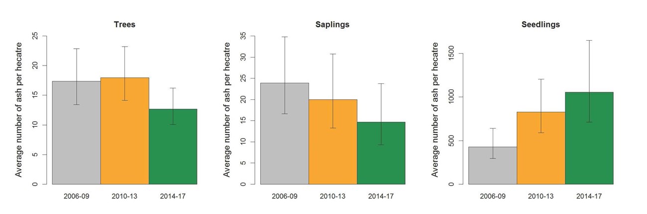 Graph of Ash Density by Tree, Sapling, and Seedling A trio of graphs showing average number of ash per hectare for trees, saplings, and seedlings.