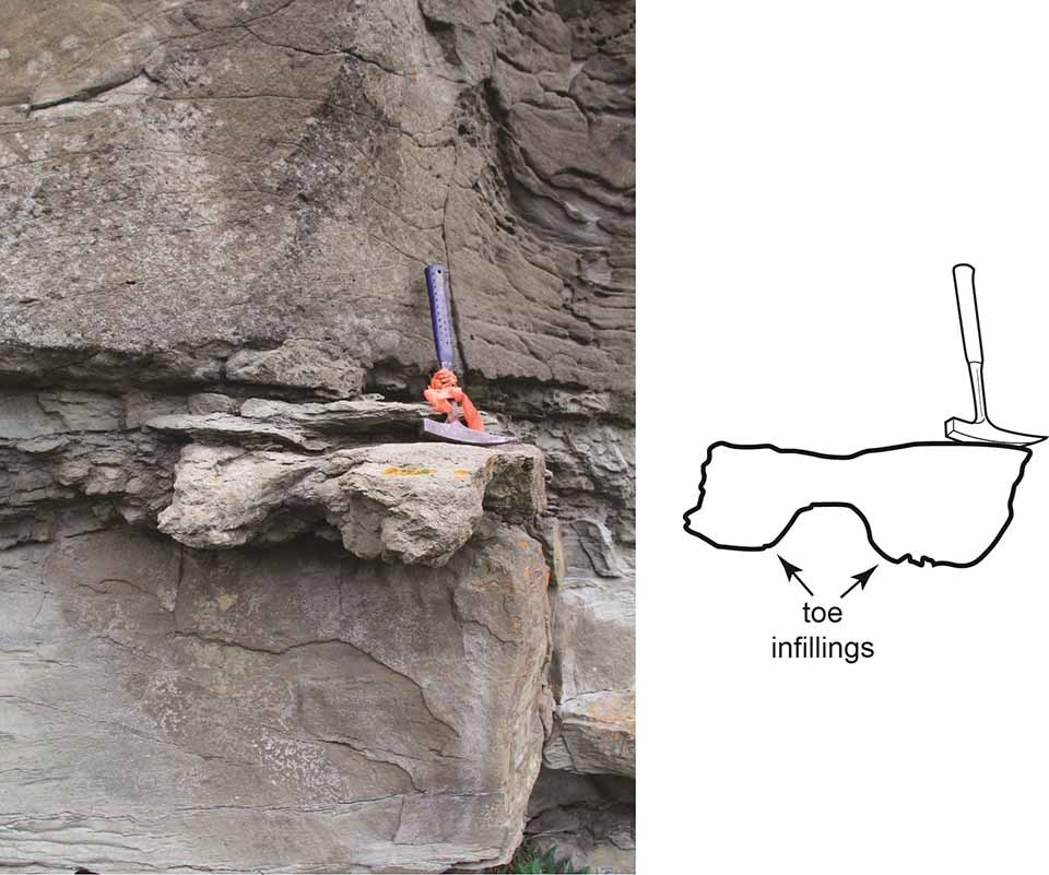 An image of the excavated dinosaur footprint with a drawing to describe the shape.