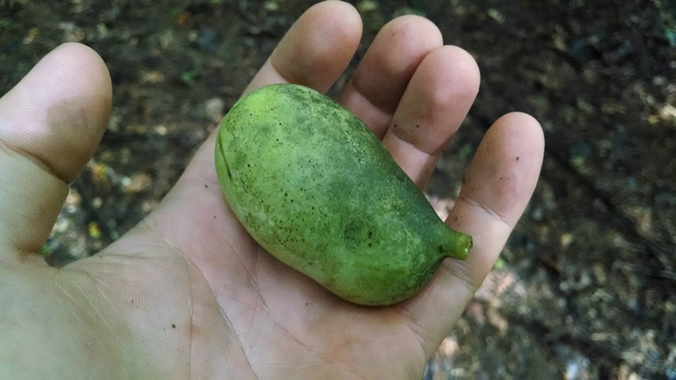 Pawpaw fruit A hand holds a lumpy green pawpaw fruit about 3 inches long.