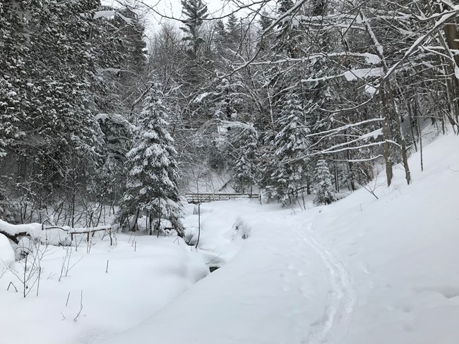 A blanket of snow covers the ground on a trail at Pictured Rocks