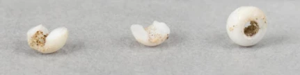White Beads Three white beads from Kijik