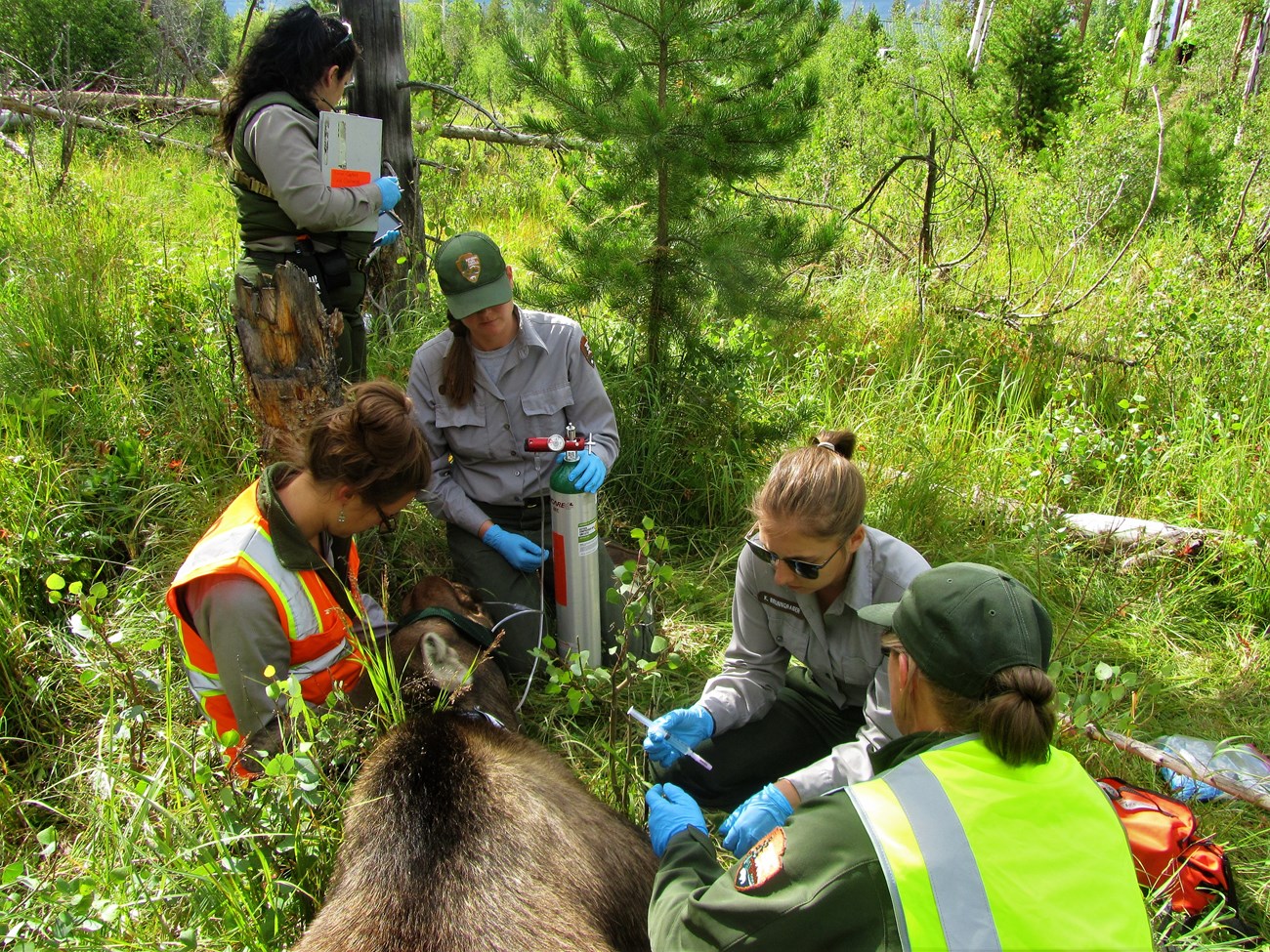 A group of park biologists monitor a moose during a collaring event.