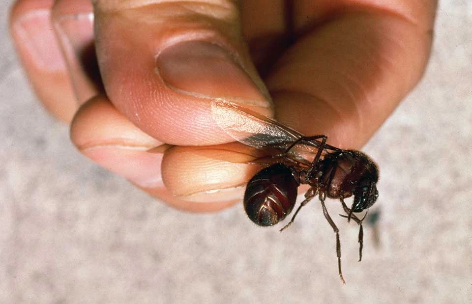 Winged female (alate) reproductive of Atta mexicana Winged female ant