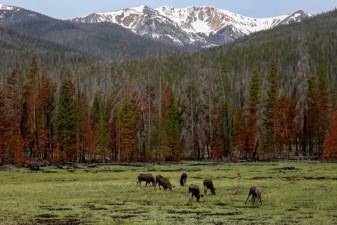 Moose Herd in RMNP An image of several moose in a meadow.